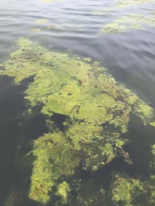 Algae Lake Jo