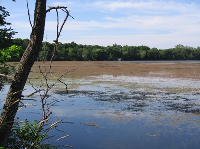 Minnetonka Bay Choked by EWM